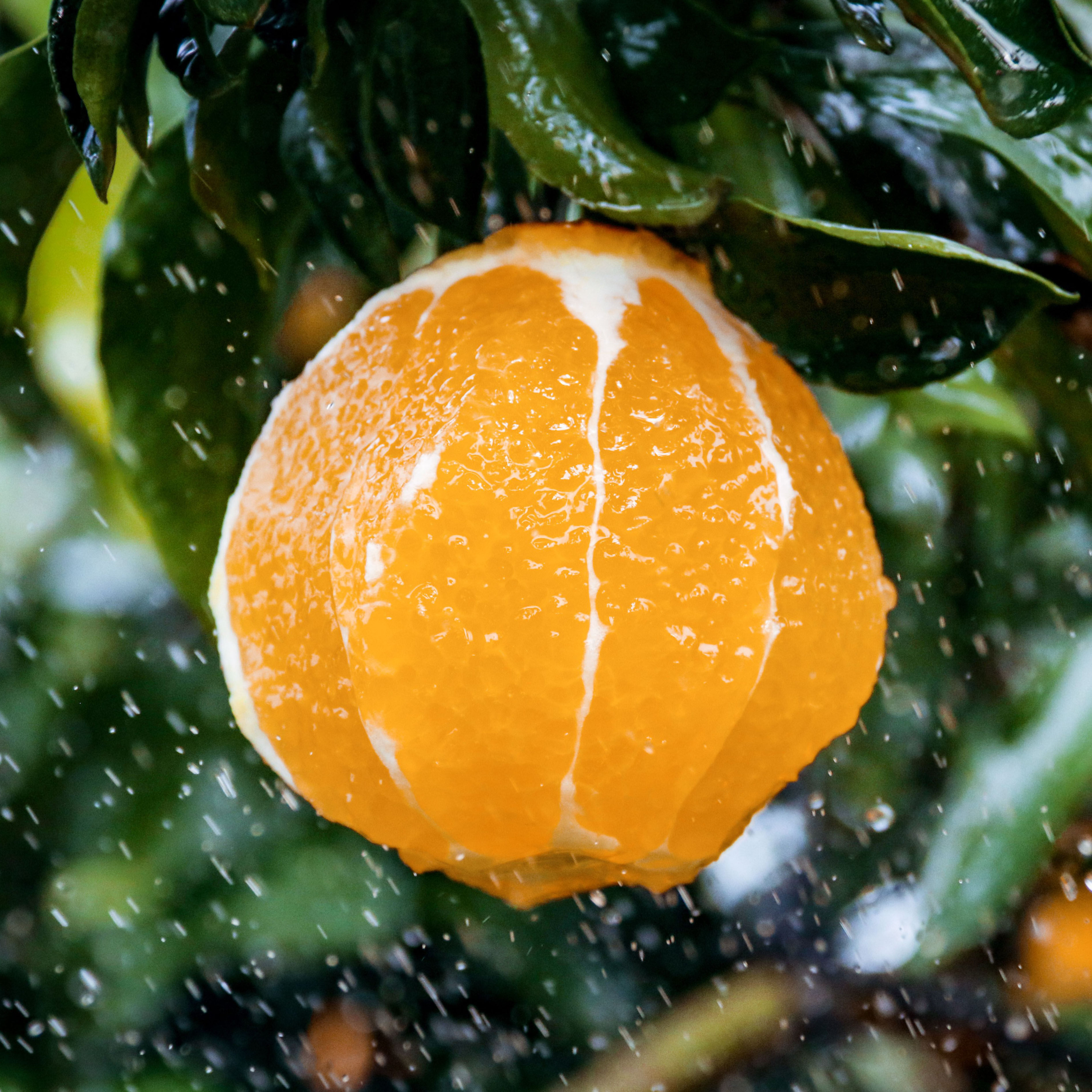 果冻橙子水果8斤