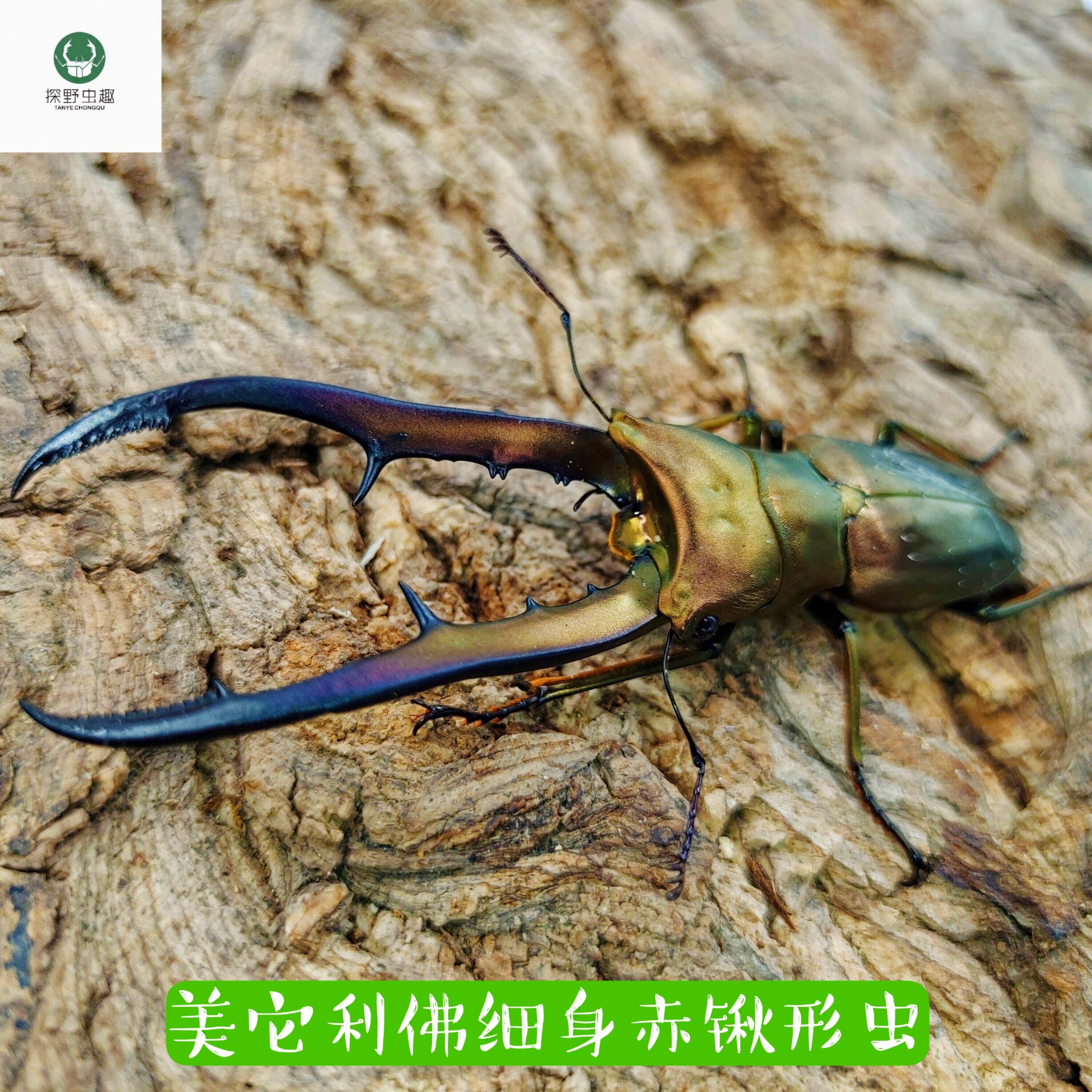 锹形虫-特价促销-优惠券领取-价格|多少钱|什么牌子好-35优惠券网站