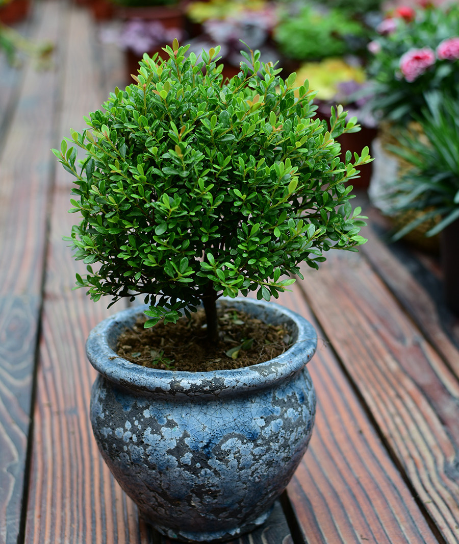 小叶赤楠盆景红皮黄杨办公桌绿植室内外四季常绿网红植物好养易活