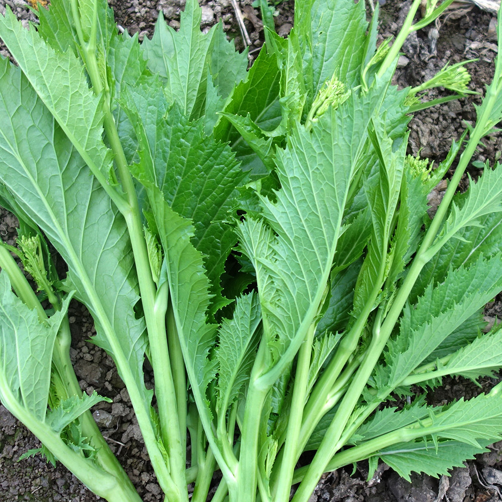 印象贵州新鲜蔬菜现摘现发农家苦芥青菜苔冲菜35斤包邮