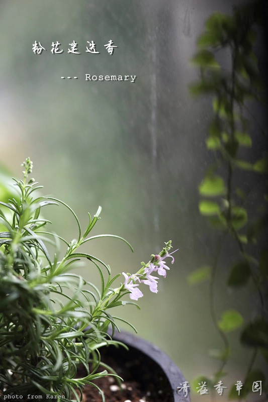 粉花迷迭香 rosemary 迷迭香苗 粉色花 香草绿植 香草料理 可食用