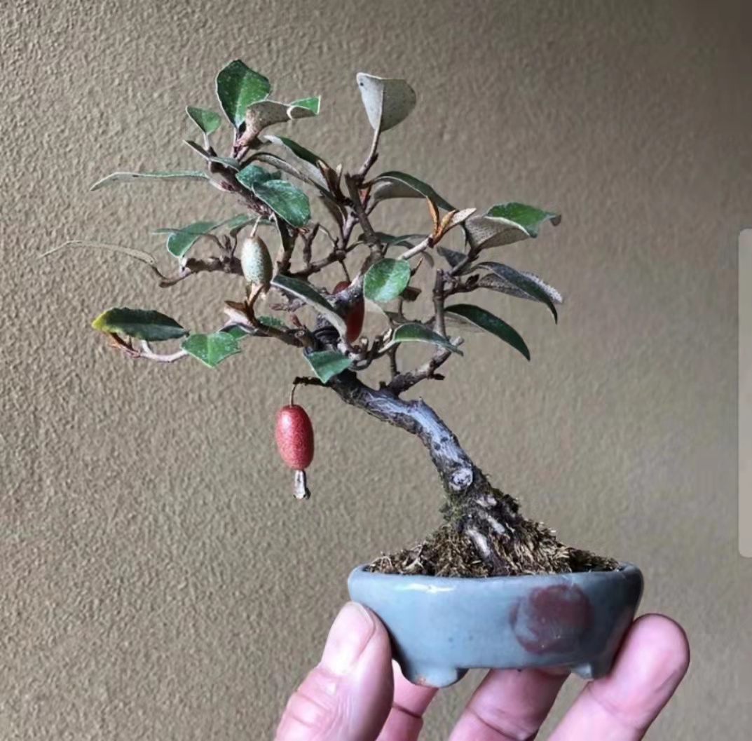 奶子胡秃子秃子盆景羊奶树苗牛奶庭院种植盆栽绿植