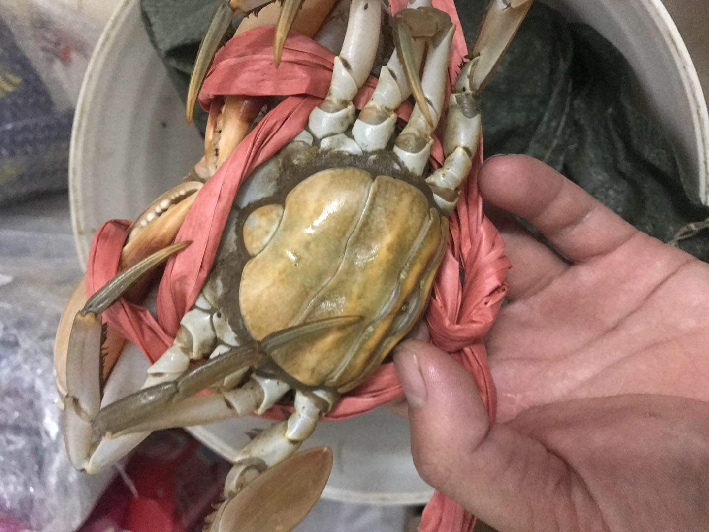 广东青蟹鲜活特大公蟹母处子蟹膏蟹