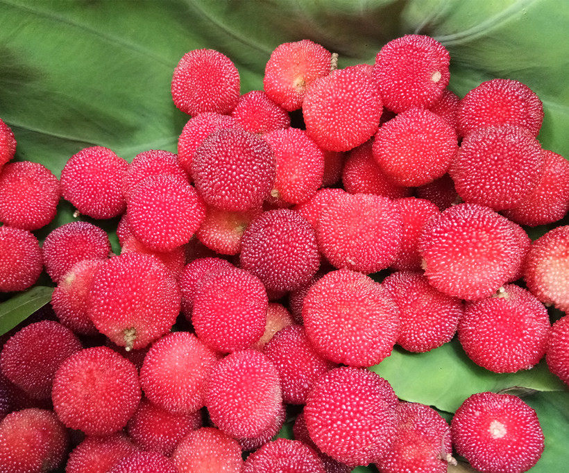 味浓高山新鲜野生小杨梅5斤时令当季孕妇泡酒水果广东韶关土特产