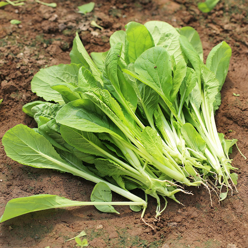 密云农家当日现拔鲜嫩小白菜施农家肥小叶绿青菜300g新鲜蔬菜