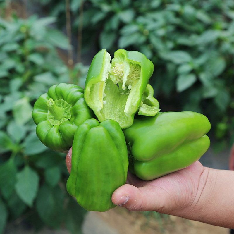 密水农家 当日采摘 蔬菜 柿子椒300g 菜有菜味 农家肥 新鲜速达