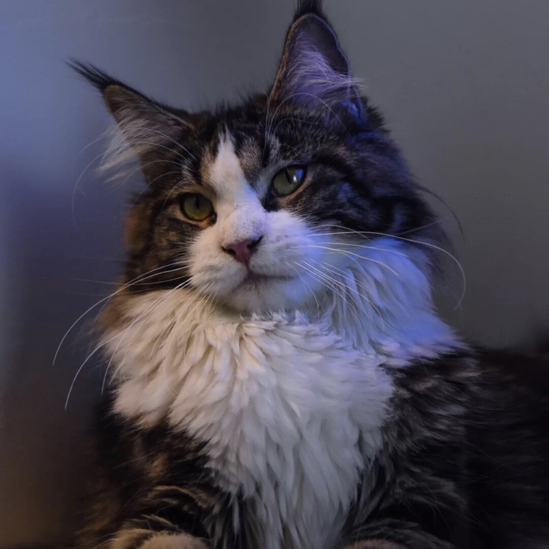 巨型_缅因猫纯种巨型幼猫活体幼崽银虎斑大型猫活物猫咪宠物猫布偶猫