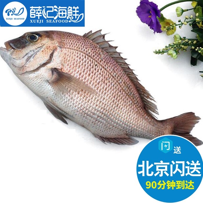 5-2.8斤1条 鲜活加吉鱼 养殖加利鱼真鲷新鲜海鲜水产鲷鱼铜盆鱼