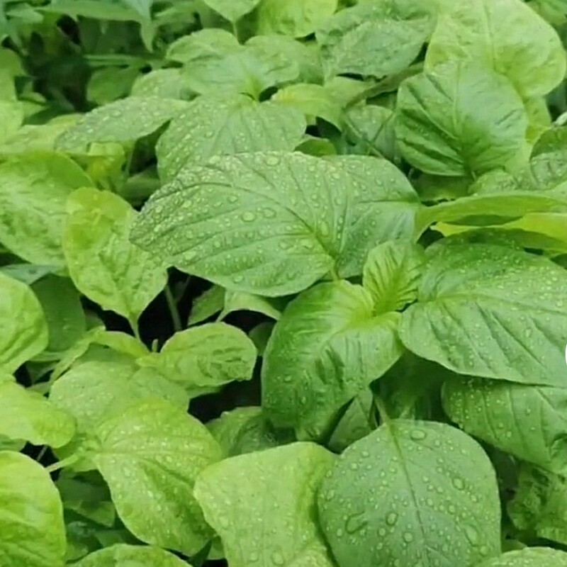 绿苋菜种子野菜白苋菜籽蔬菜青菜菜籽春秋南方种孑阳台四季大全