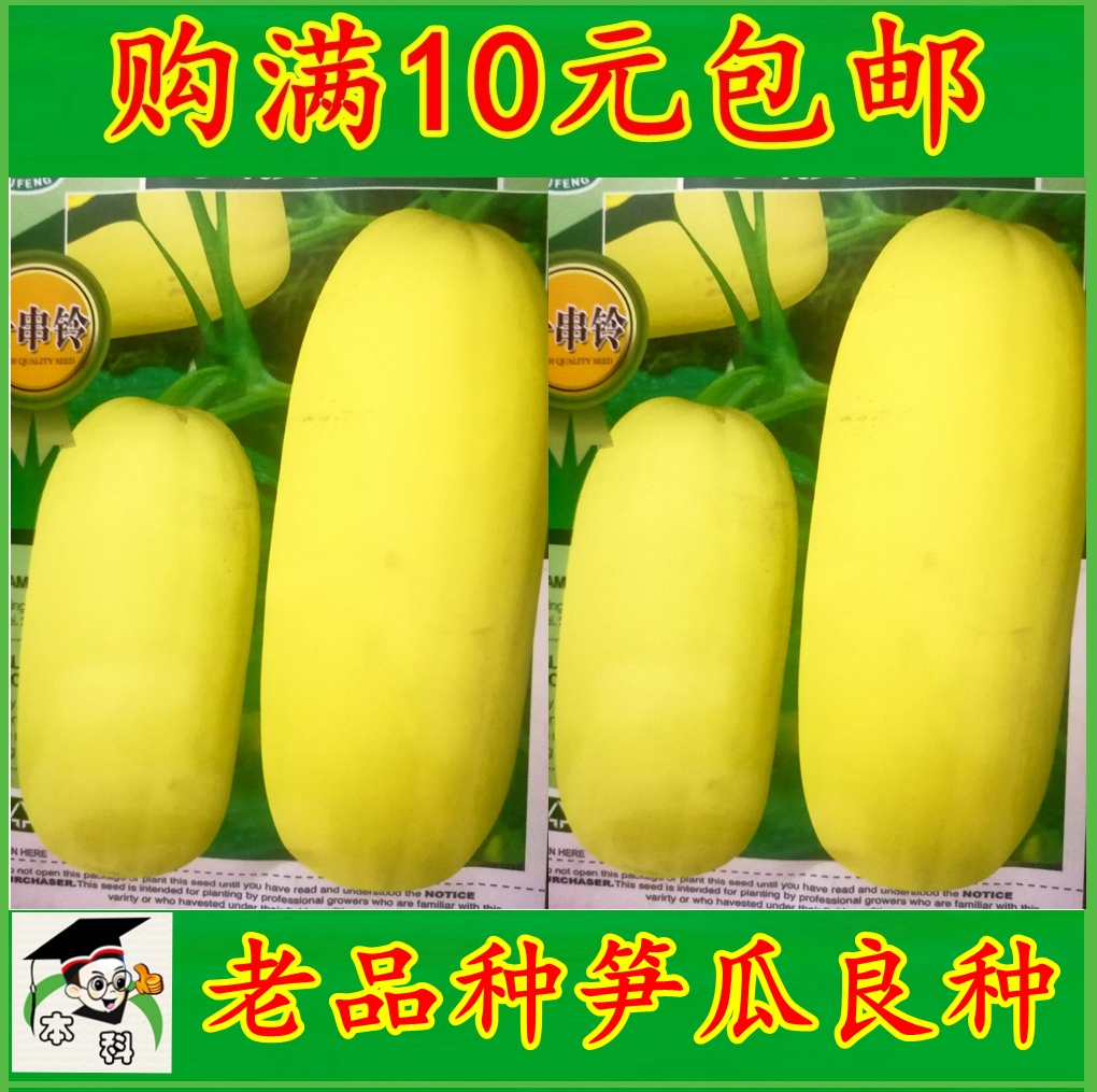 黄皮笋瓜籽老品种好吃包笋瓜种子