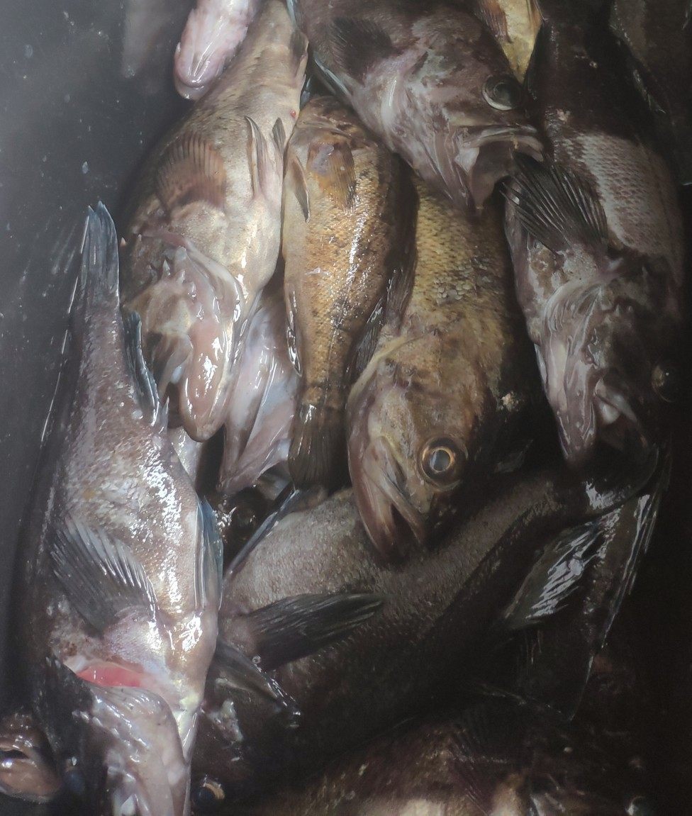 二斤新品推荐钓海鱼黑头黑鲪鱼黑石鲈无毛刺新鲜海鲜速冻黑鱼水产