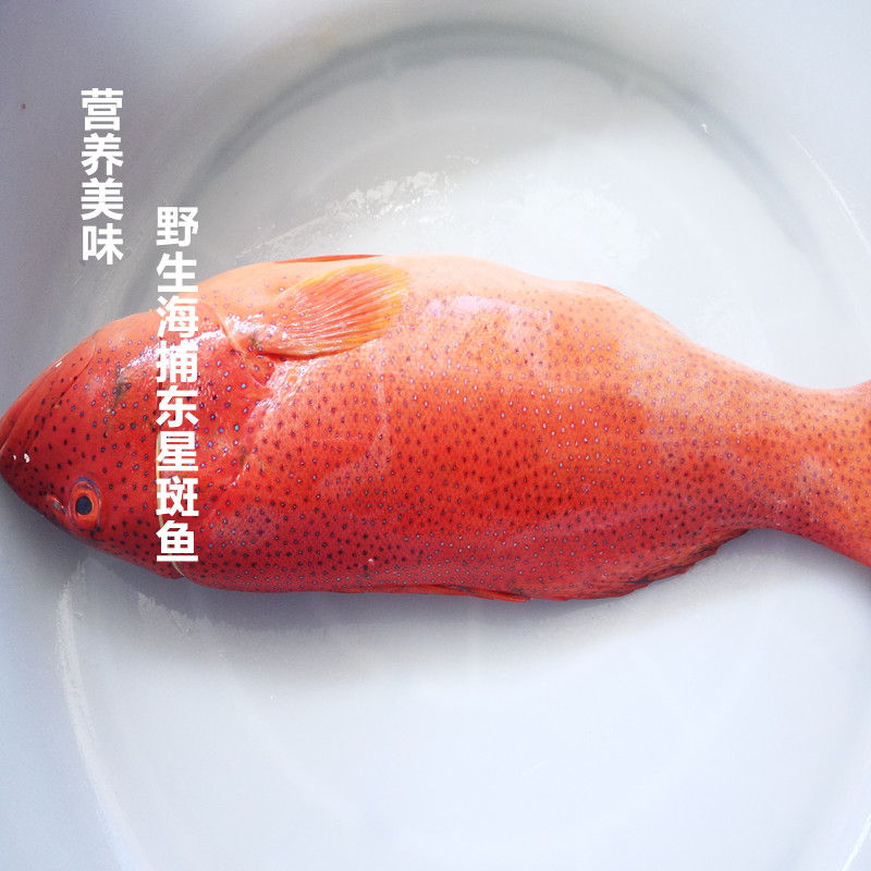 野生深海鱼石斑鱼红东星斑新鲜热卖食材高档送礼