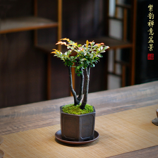 中式禅意盆景黑骨茶小叶紫檀苔藓紫砂盆景办公桌茶桌面盆栽绿植花