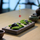 苔藓白发藓枯山水微景观日式禅意盆景紫砂盆栽茶桌办公桌面绿植