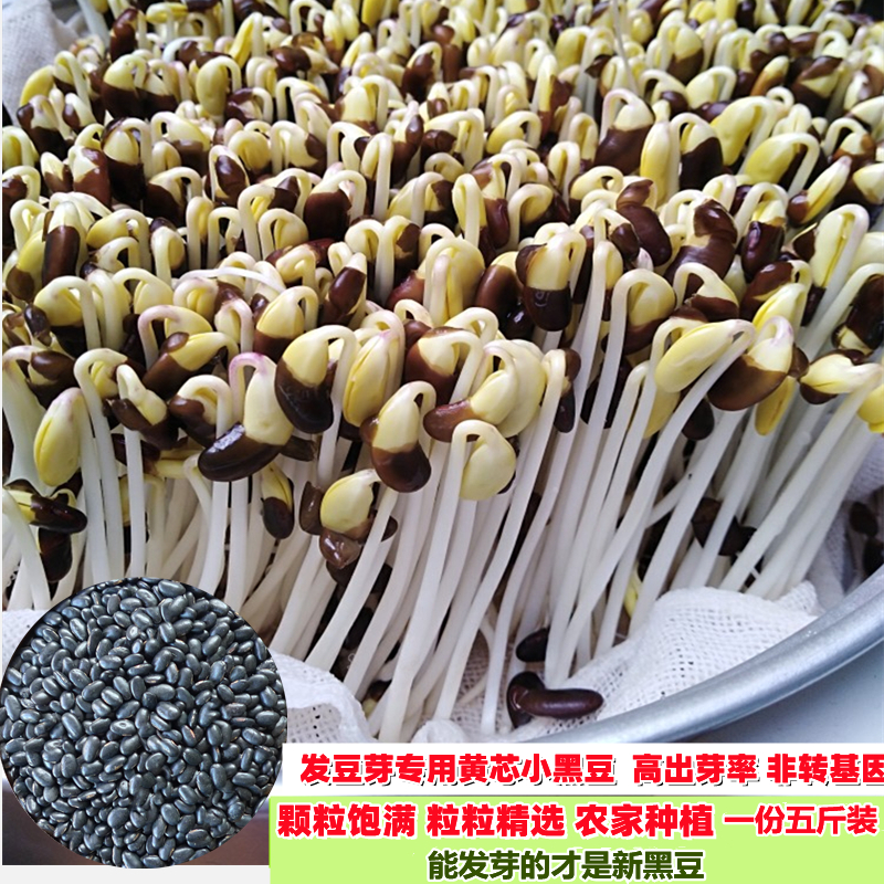 新黑豆发豆芽小粒黄心黑豆发芽豆大豆打豆浆生豆芽菜一份五斤包邮