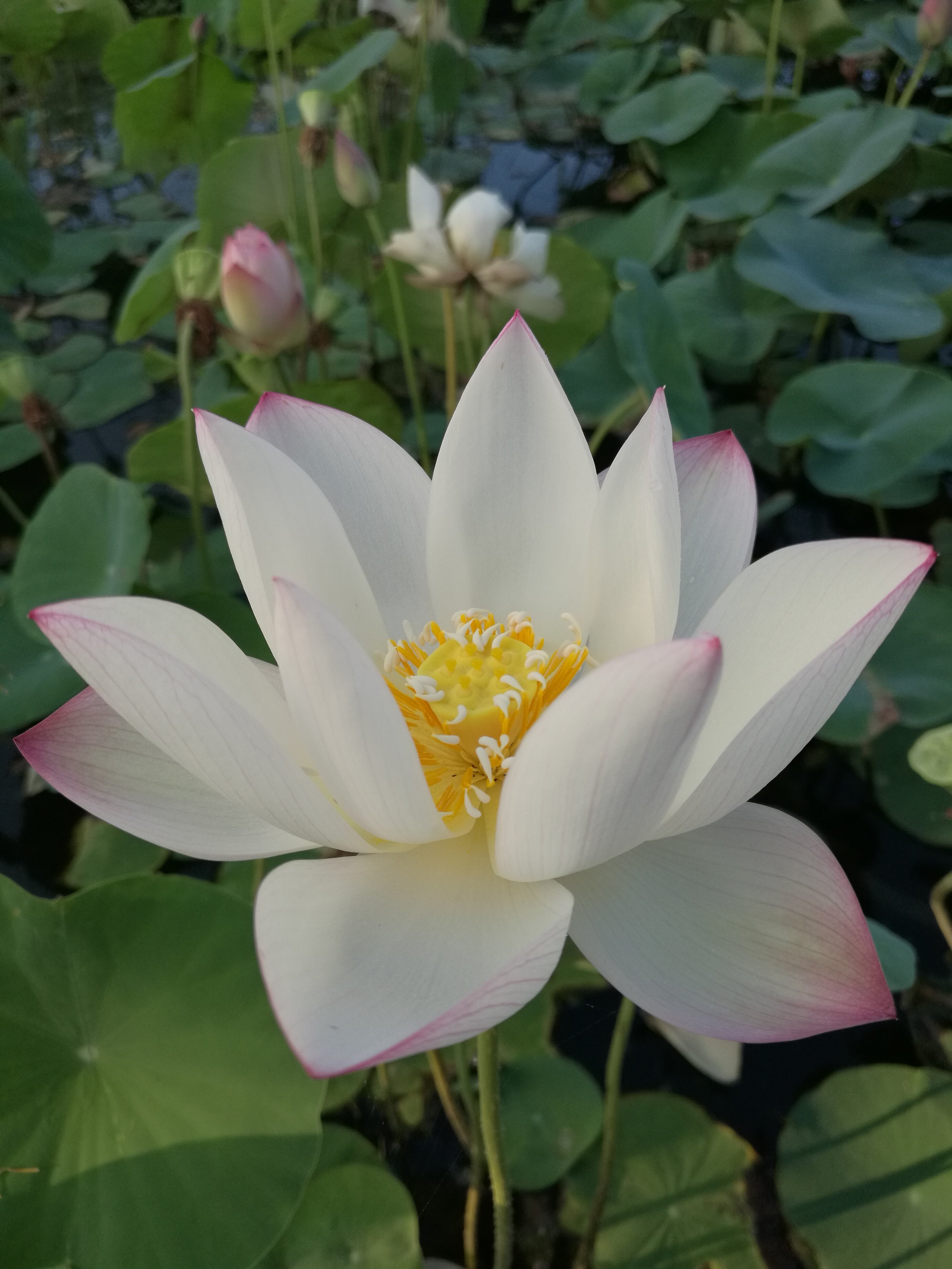 【洛神女】种藕潍坊荷苑小型碗莲品种盆栽荷花水生花卉水景绿化