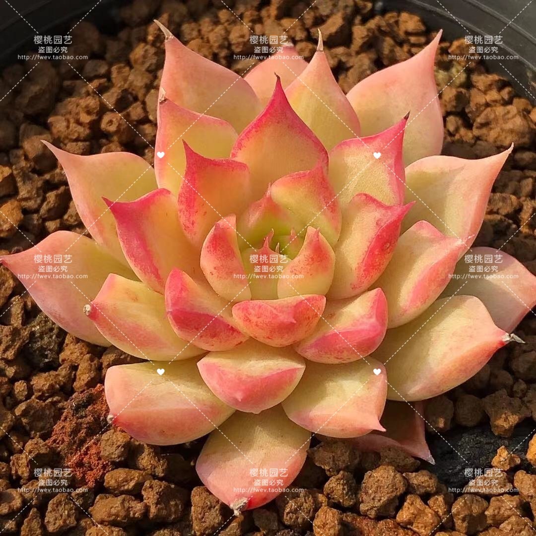 多肉叶片进口贵货叶插_「汉宫秋」多肉贵货叶片叶插稀有韩国新品进口