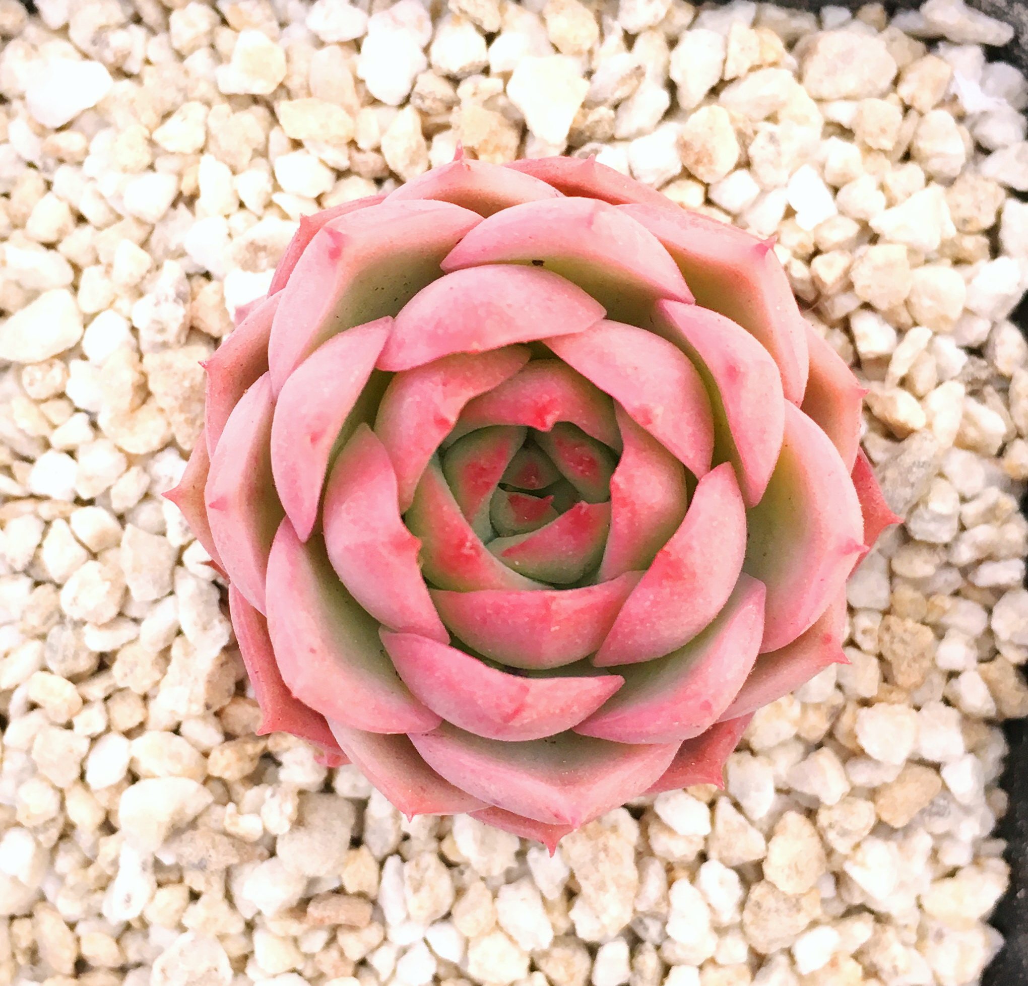 多肉叶片植物欧美进口黄玫瑰正版叶插叶插苗多肉植物