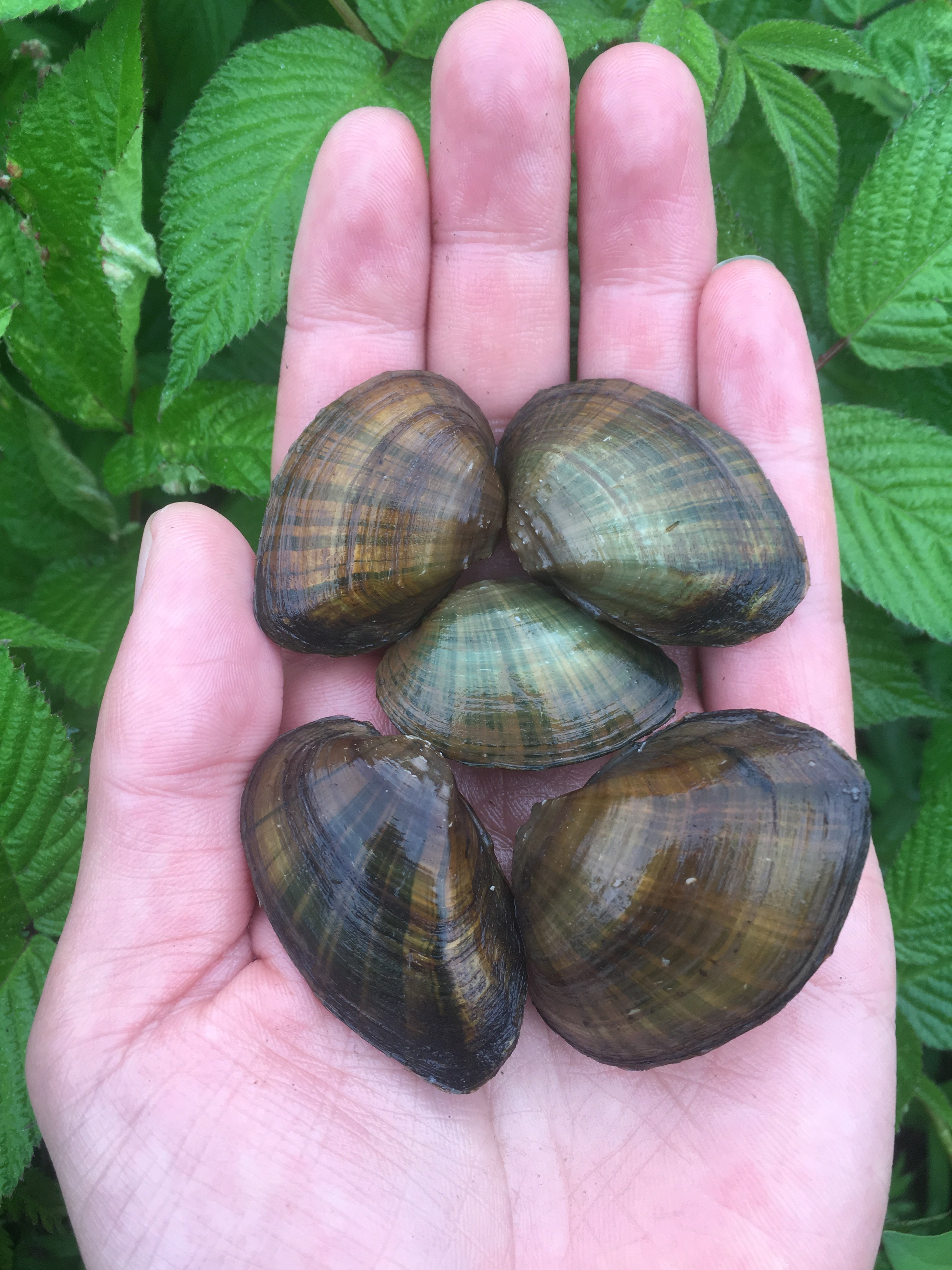 射线裂脊蚌小河蚌活体淡水冷水原生宠物小型水族除藻观赏净化水质