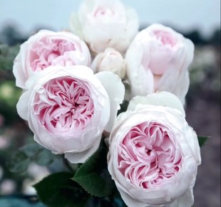 克里斯蒂娜公爵夫人浓香灌木月季花扦插苗阳台盆栽庭院小苗