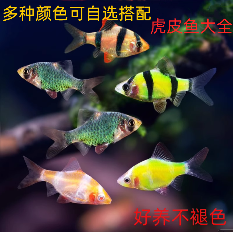 虎皮鱼观赏鱼热带鱼小型淡水好养易活