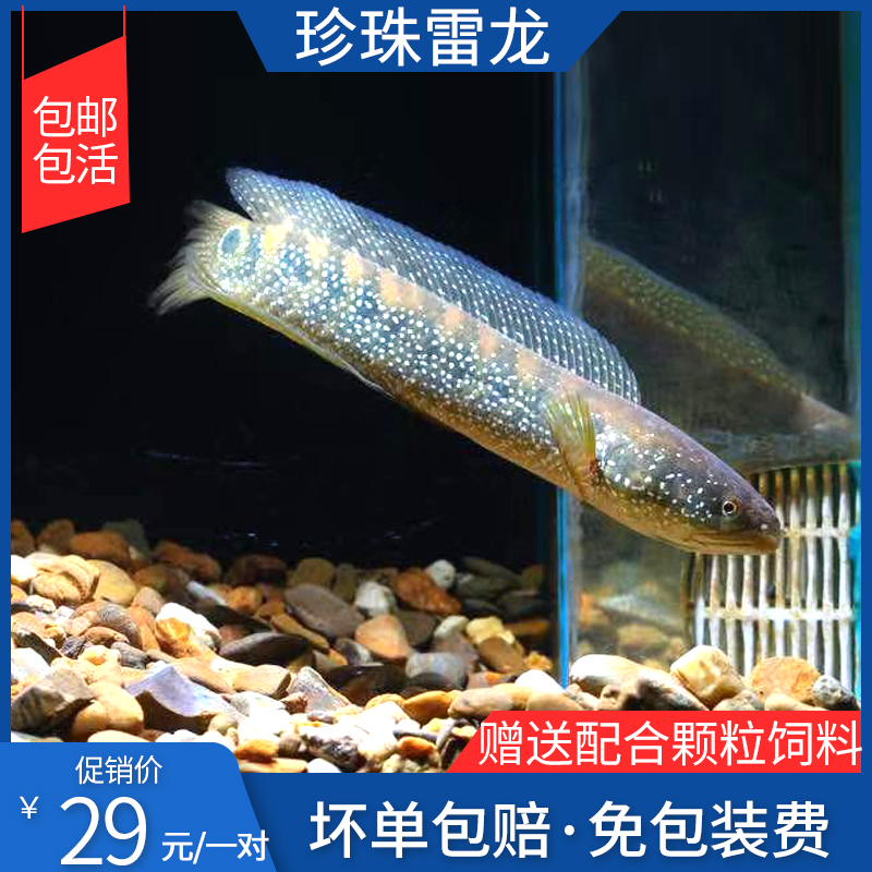 七星鱼鱼苗观赏鱼活体淡水月鳢苗珍珠赤雷龙章公苗食用包活包邮