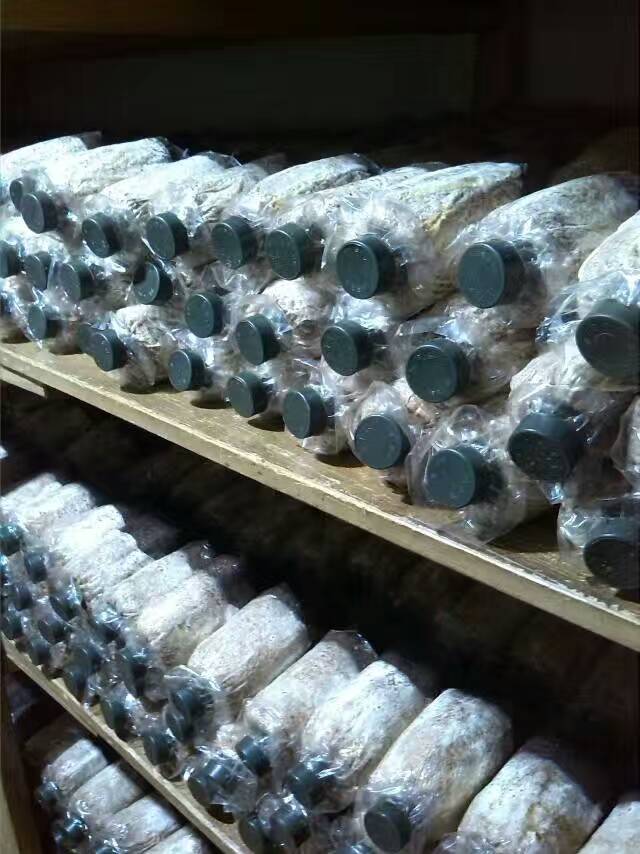 4袋69食用菌菌种菇种竹荪笙原种母种蘑菇种子二级菌包转栽培包邮