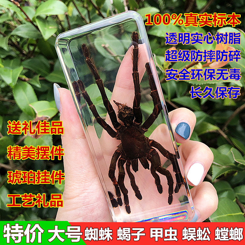kindergarten True Insect specimens resin Spider Scorpion centipede Mantis Beetle Beetle animal specimenin the Home accessories , Decorative painting , Decorative painting class specimens category - from Buy2taobao.com to provide professional Taobao agent buy service