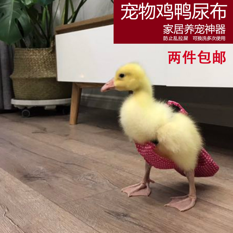 宠物鸭子柯尔鸭蛋