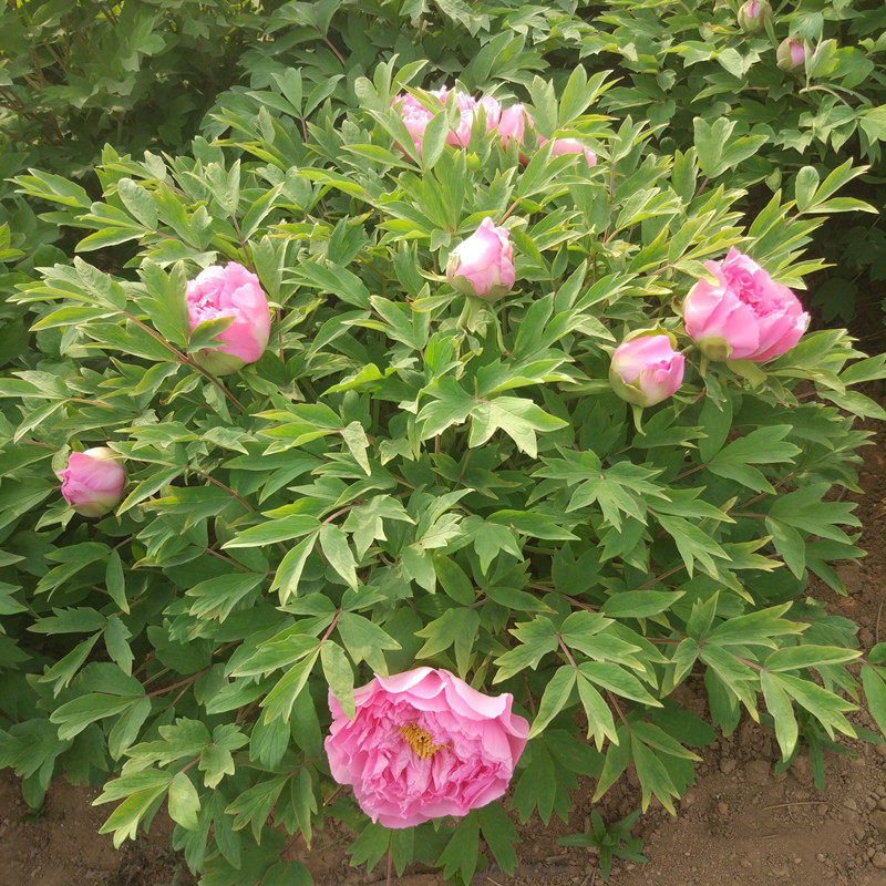 芙蓉_【肉芙蓉】正宗洛阳观赏牡丹花苗粉色系庭院盆栽花卉趣味大棵