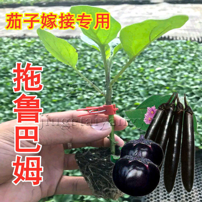 日本进口托鲁巴姆种子茄子嫁接专用砧木种籽5克装春夏秋冬季散装