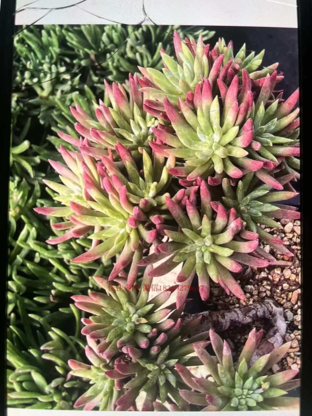 大棚清仓 维斯辛达仙女杯 绿体仙女杯进口品种多肉植物满18.8包邮