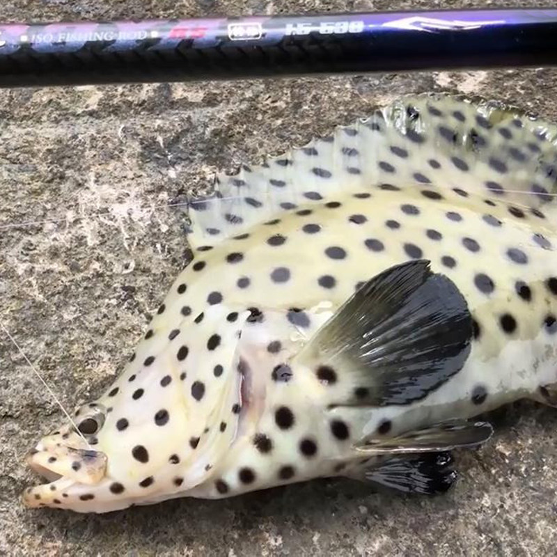 鱼品汇野生海鲜的优惠券大全—水产肉类/新鲜蔬果/熟食