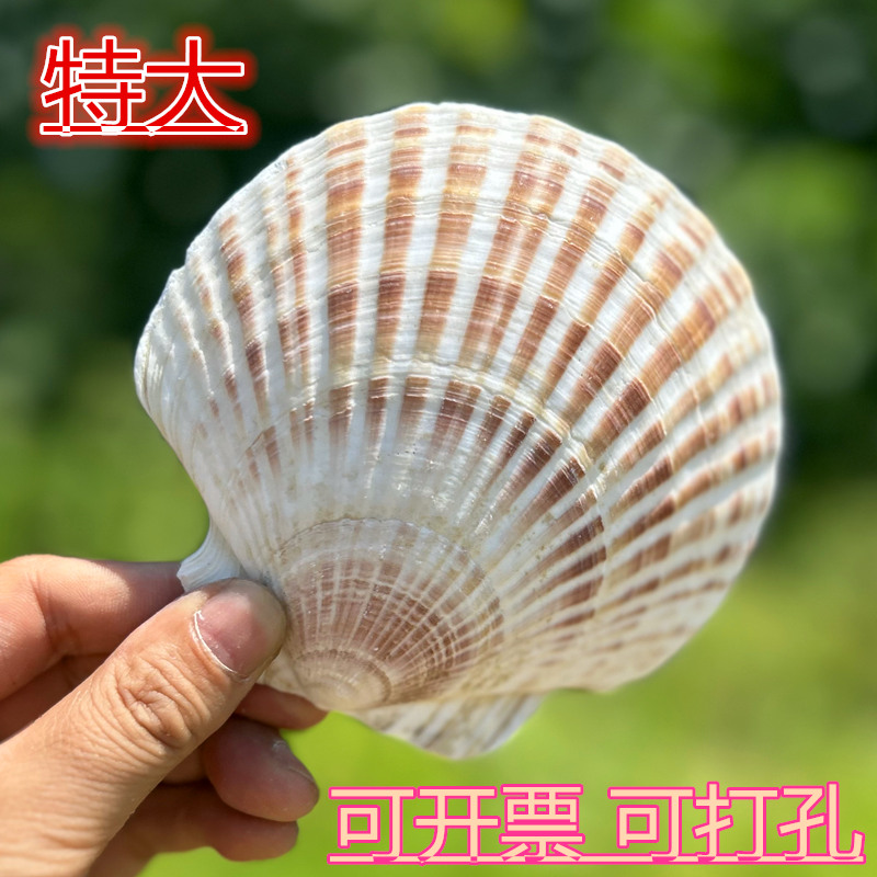 彩色扇贝壳diy彩绘手工贝壳书用大贝壳创意饰品鱼缸天然大彩贝