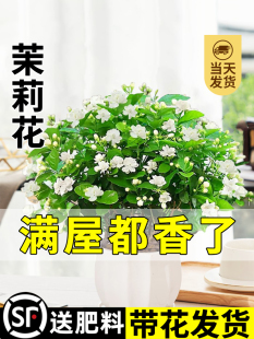 茉莉花苗盆栽花卉植物室内驱蚊栀子花水培好养绿植九里香四季开花