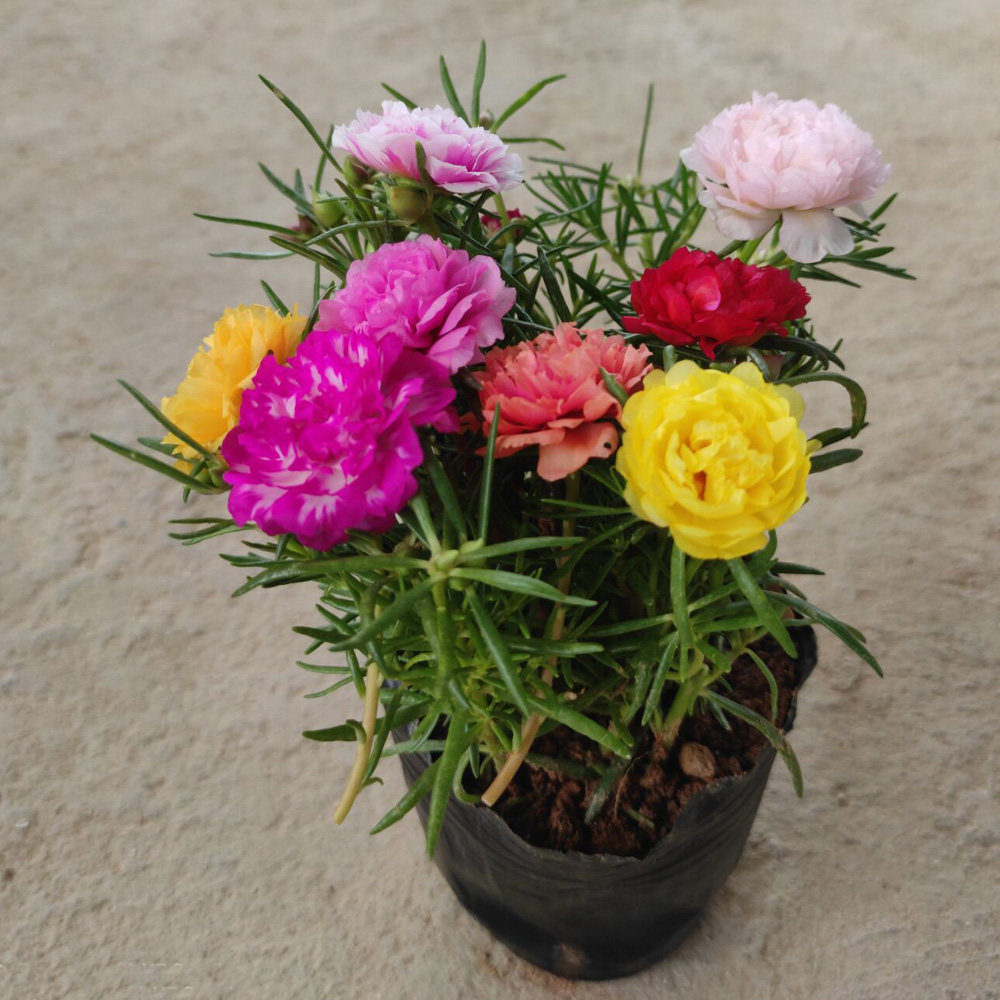 重瓣太阳花苗原盆原土带根发货芙蓉窗阳台绿植物进口花卉四季开花