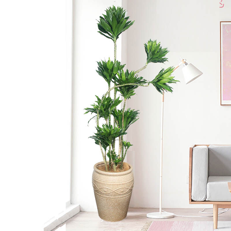 太阳神大盆栽吸甲醛网红植物易活好养格调室内客厅风水卧室绿植花