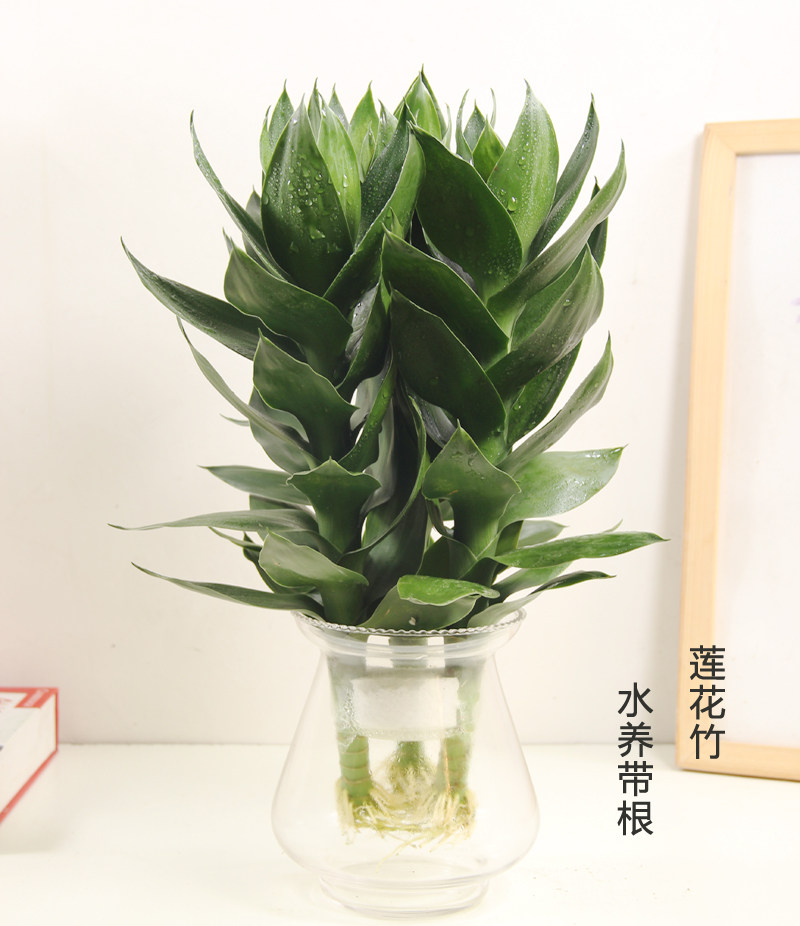 莲花竹富贵竹水养植物盆栽带根耐阴好养植物花水培竹子