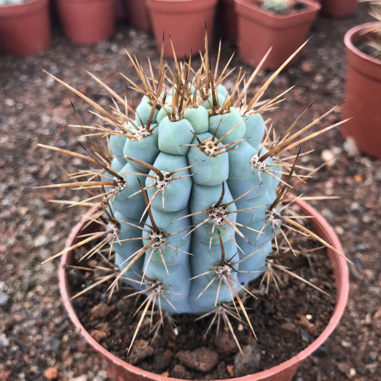 精品柱类仙人掌佛塔柱仙人球多肉植物大型室内防辐射办公桌绿植