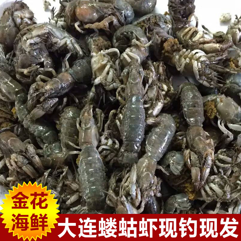 大连庄河特产鲜活蝼蛄虾 当季9分肥 狗虾  罗锅虾 虾狗子 卢沟虾