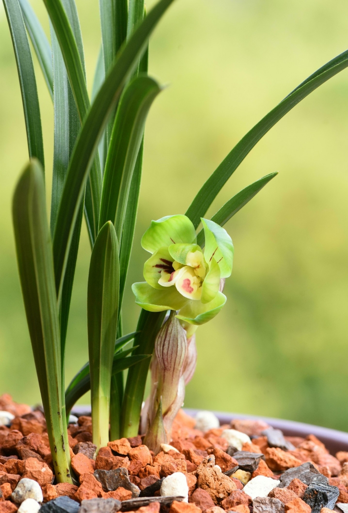 兰花苗春兰名品 九瓣神花【绿云】硬化一年半开花香室内花卉绿植