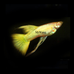 德国进口纯种黄金孔雀鱼缎带精品观赏鱼热带鱼凤尾鱼小型淡水鱼