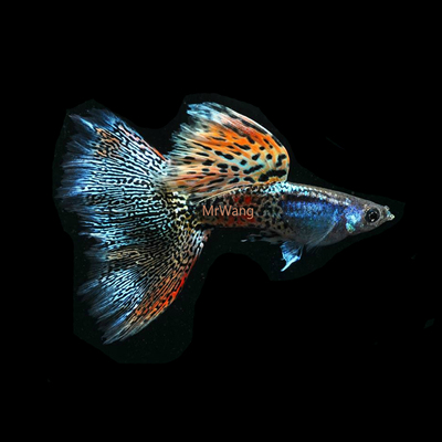 进口幻彩霓裳礼服精品孔雀鱼热带鱼凤尾鱼小型淡水鱼纯种活体宠物