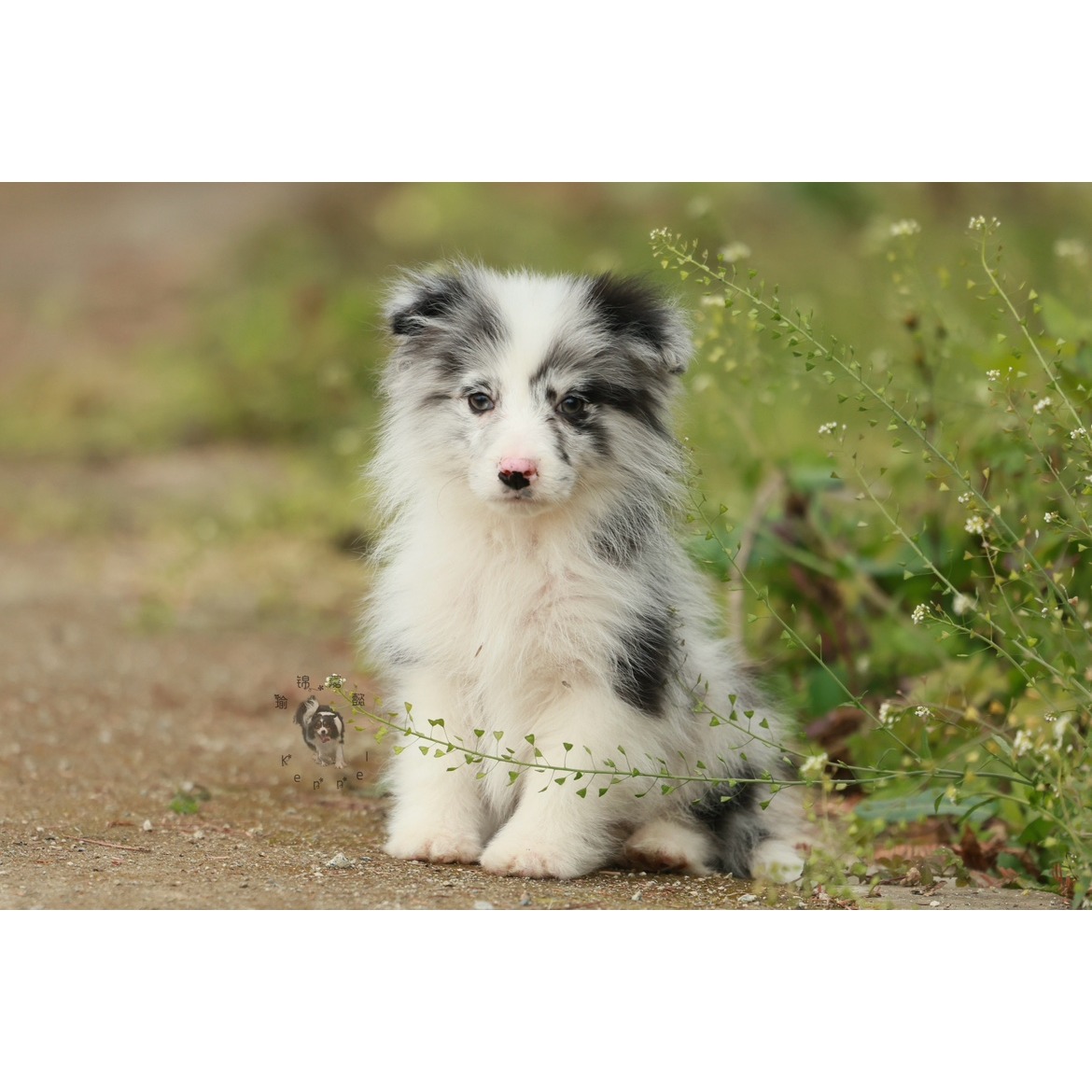 瑜锦嘉懿犬舍活体蓝陨石边牧弟弟纯种边境牧羊犬母宠物狗包健康