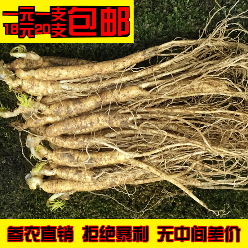 【20支120克】长白山新鲜人参小鲜参小人参一元参 煲汤人参 包邮