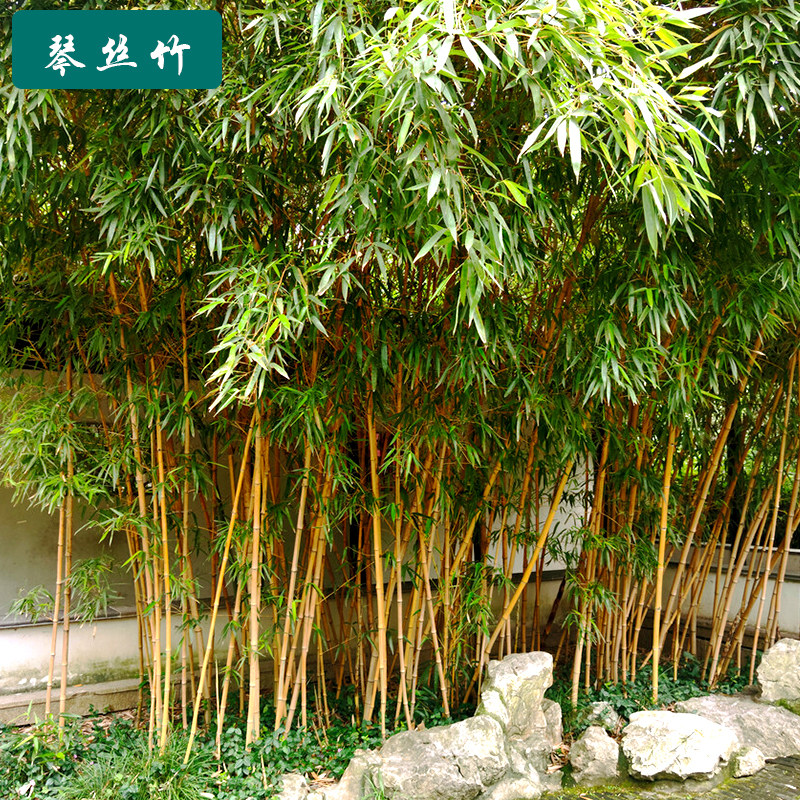 8金丝佛肚竹盆景苗老桩罗汉竹子名贵竹苗矮化金丝竹苗盆栽观赏绿植已