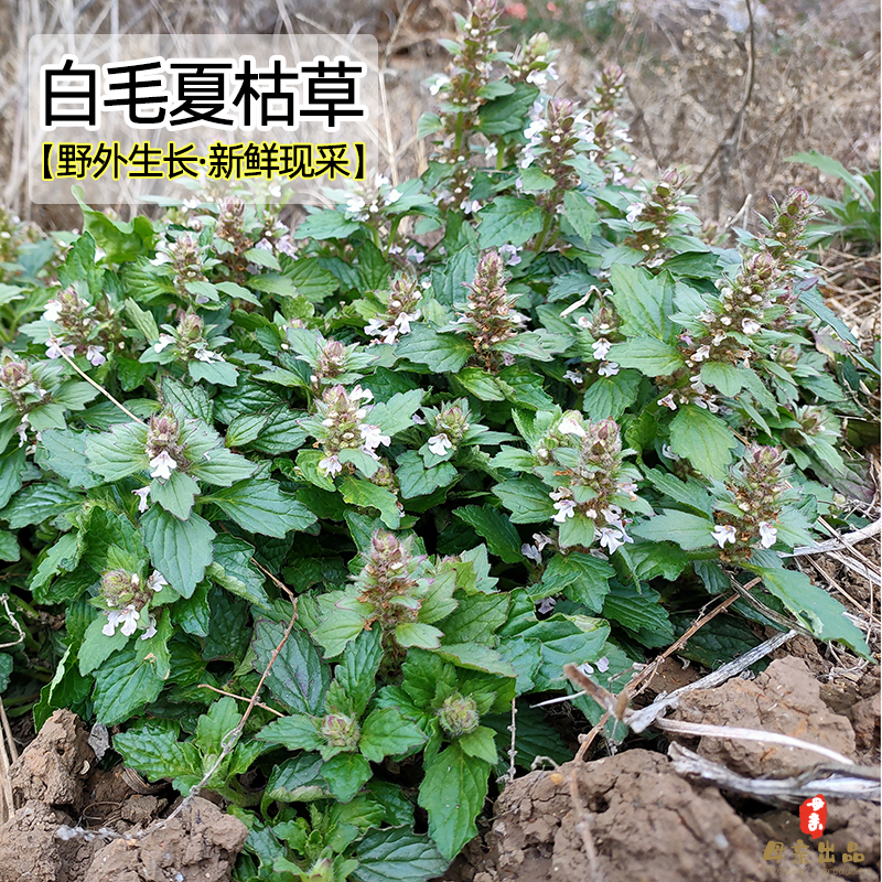 白毛夏枯草野生新鲜500g包邮散血草破血丹中药材筋骨草青苦草