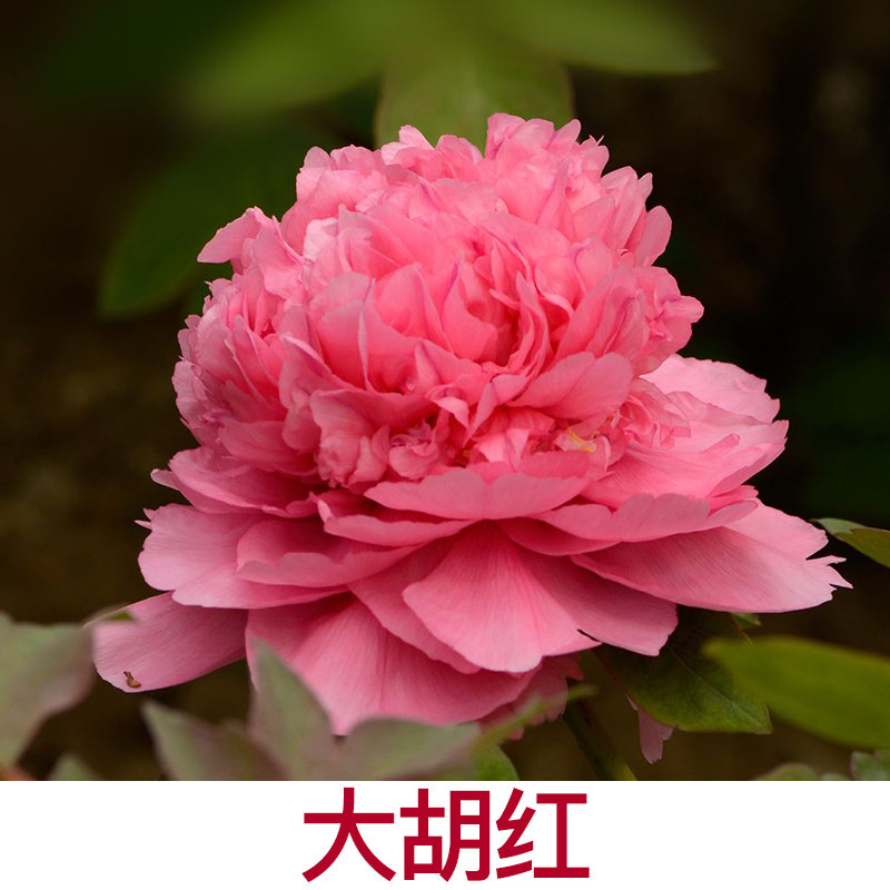 大胡红牡丹彩绘正宗牡丹包邮菏泽洛阳牡丹苗庭院绿植阳台大苗多层