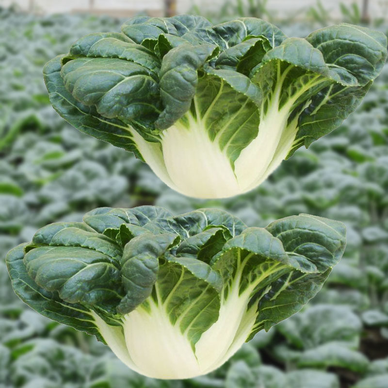 寿光寿信种业的优惠券大全—奶白菜种子矮脚白菜农家菜春季秋季大田四