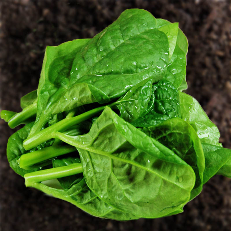 木耳菜种子现在种的豆腐菜胭脂菜春季秋季早熟庭院四季播室内盆栽